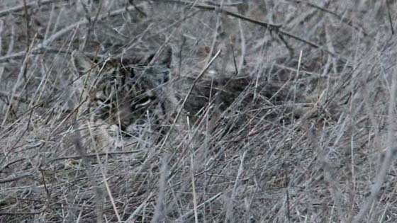 Bobcat
Tennesse Valley, California Bobcat
Tennesse Valley, California